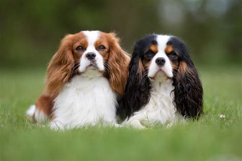 gucci cavalier king charles spaniel|cavalier king charles.